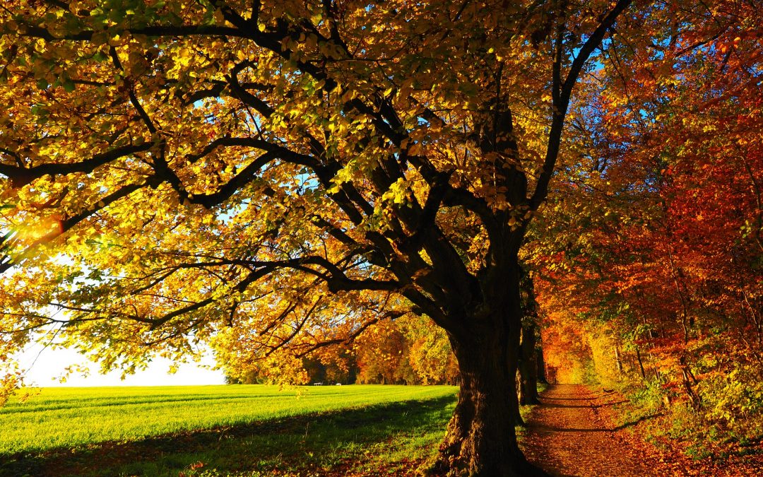 Wandertag Laaer Wald