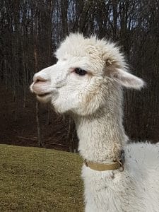 Waldabenteuer und Alpakapicknick @ Biosphärenpark Tullnerbach