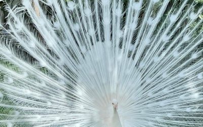 Qi Gong Nachmittag: Von Wurzeln und Flügeln
