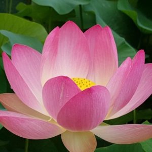18 Bewegungen Qi Gong @ ONLINE