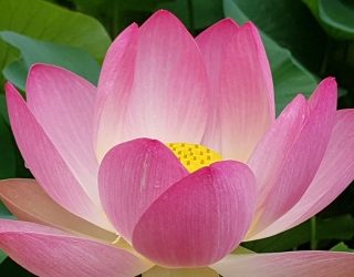 18 Bewegungen 1.Teil ONLINE Qi Gong Semesterkurs