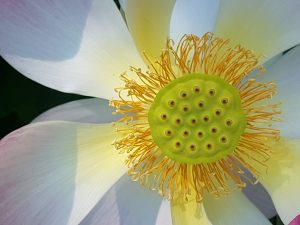 Qi Gong Retreat 2026 @ Reichenau an der Rax