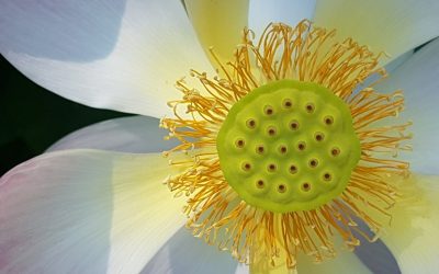 Qi Gong Retreat 2026